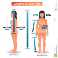 Cartões de anatomia - Série 9 - Questionário