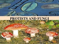 Kingdom Protista dan Kingdom Fungi