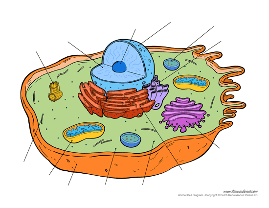 structure of a cell - Class 12 - Quizizz