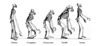 evolution and the tree of life - Year 9 - Quizizz