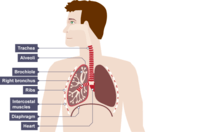 the circulatory and respiratory systems - Year 11 - Quizizz