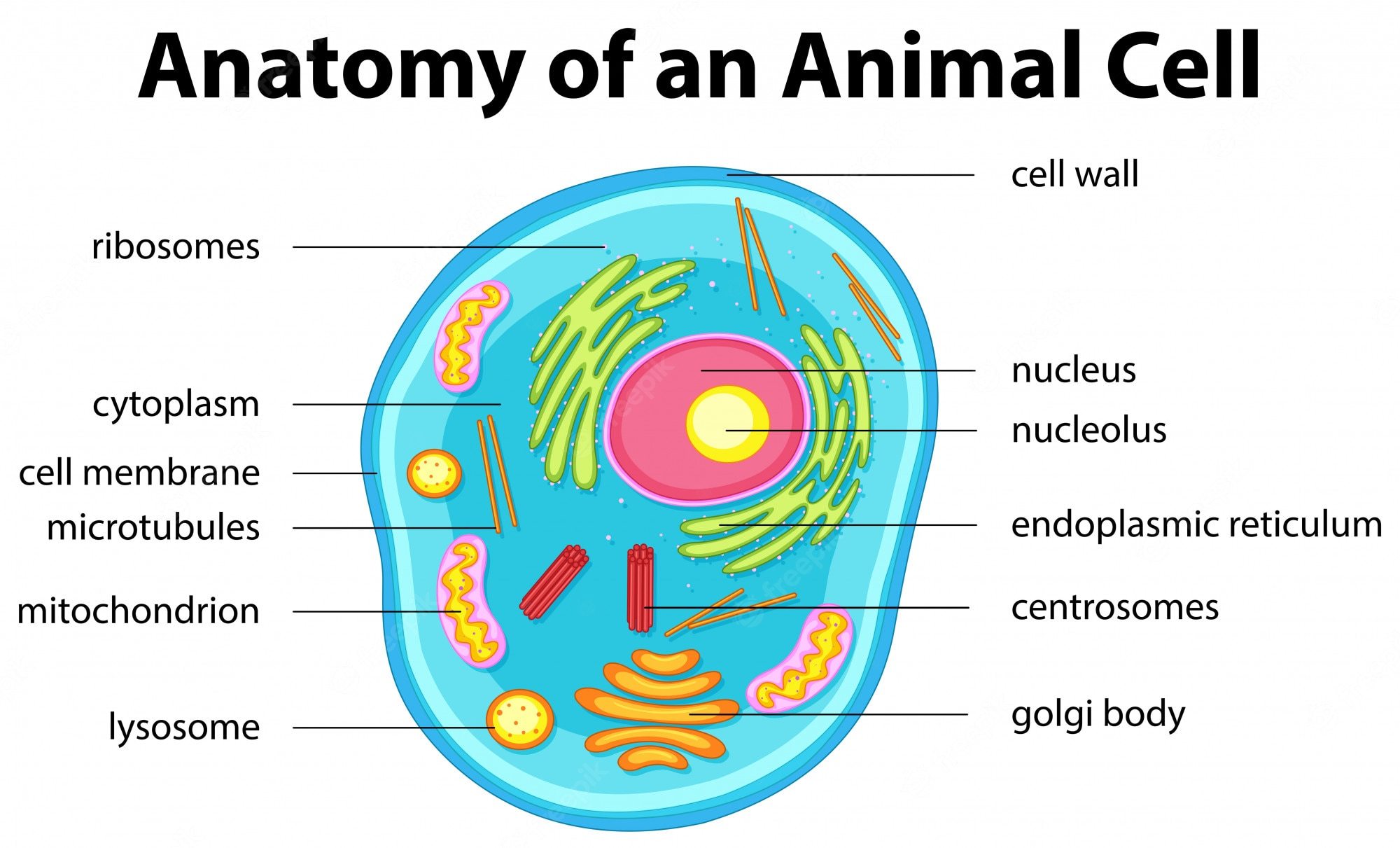 Cell organelles-Animal questions & answers for quizzes and tests - Quizizz