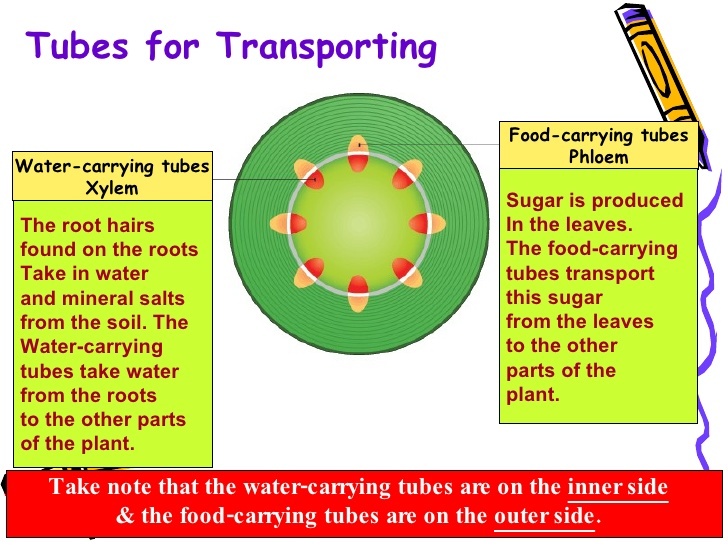 Plant Transport System | 105 Plays | Quizizz