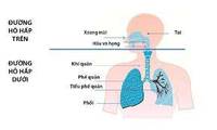 hô hấp tế bào - Lớp 8 - Quizizz