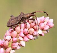 schemat komórki roślinnej - Klasa 5 - Quiz