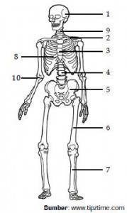 Berdasarkan bentuknya tulang dibagi menjadi tulang pipa, tulang pipih, dan tulang pendek. tulang-tulang berikut ini yang termasuk tulang pipa adalah