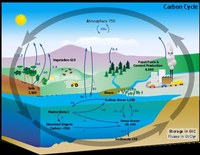 Plants, Animals, and the Earth - Grade 11 - Quizizz