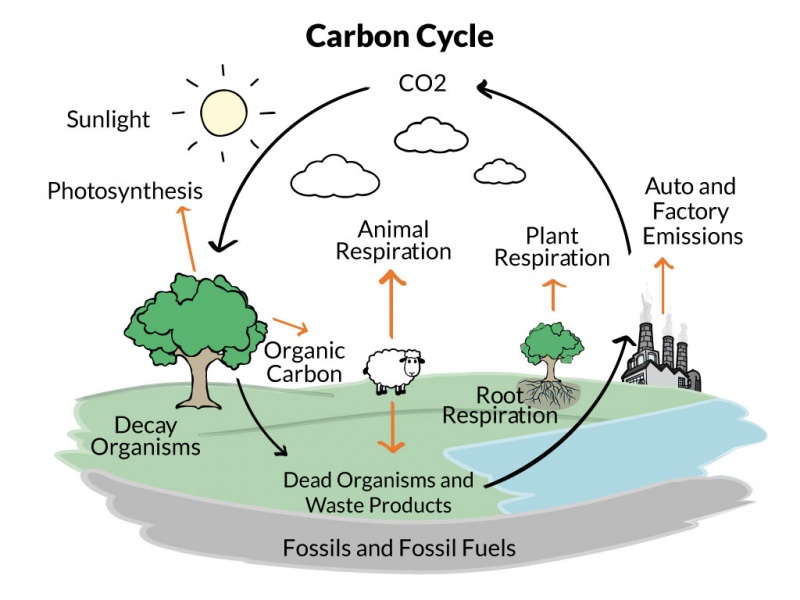 HSESS26 Carbon Cycle Science Quiz Quizizz