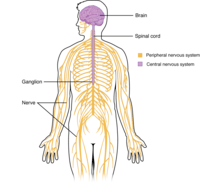 the nervous and endocrine systems - Year 10 - Quizizz