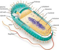 bakterie i archeony - Klasa 8 - Quiz