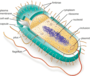 Archaea & Bacteria