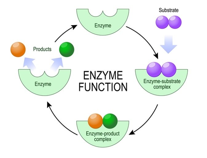 enzim - Kelas 2 - Kuis