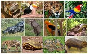 Animales de la selva | 64 jugadas | Quizizz