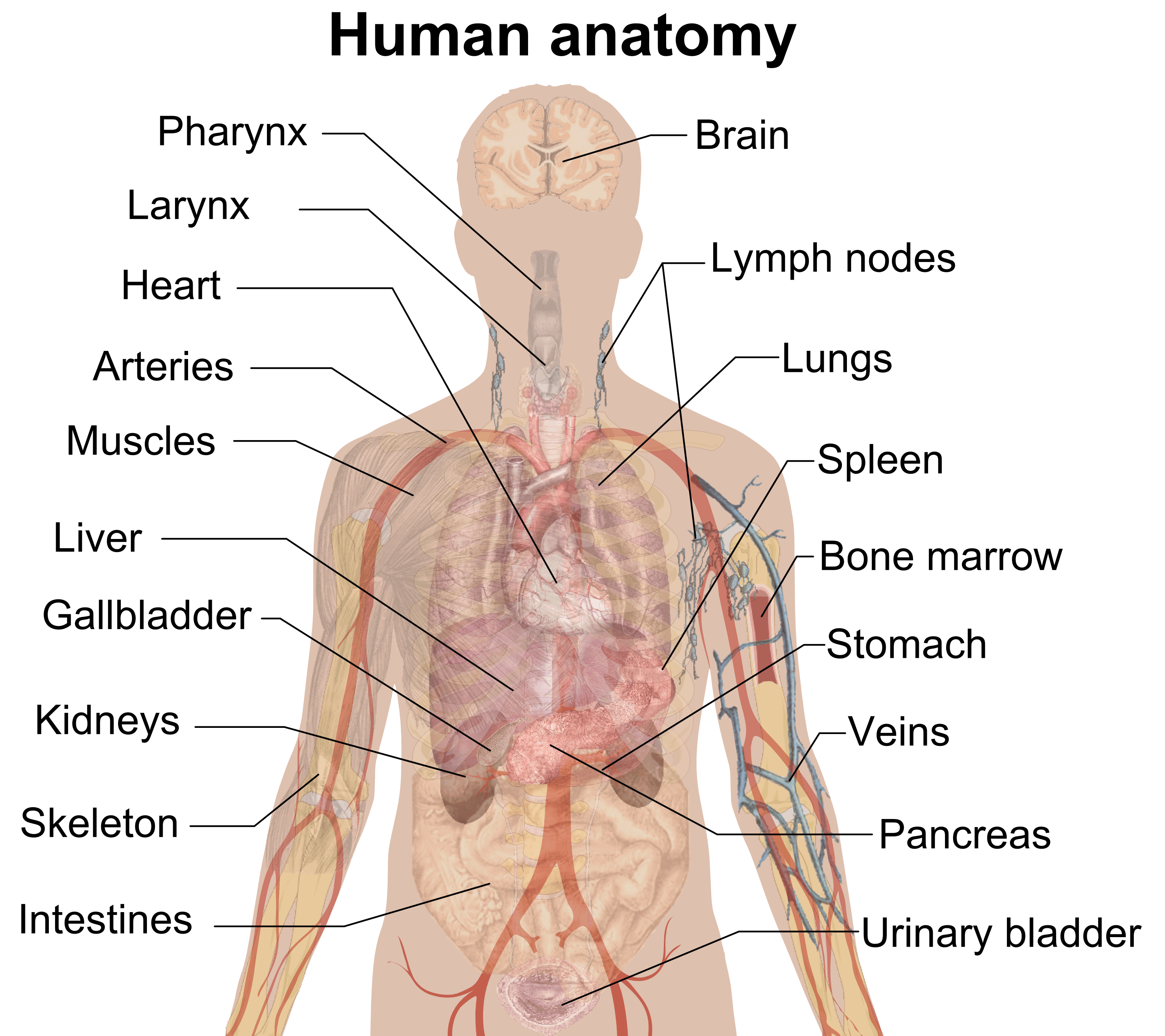 body-parts-english-quiz-quizizz