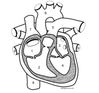 Anatomy Cards - Class 4 - Quizizz