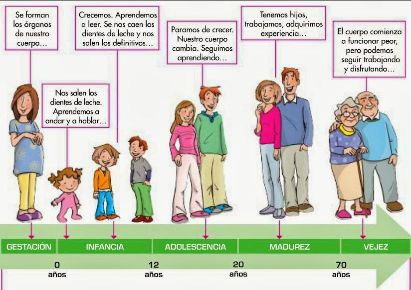 Etapas Del Desarrollo Humano 751 Jugadas Quizizz 7510