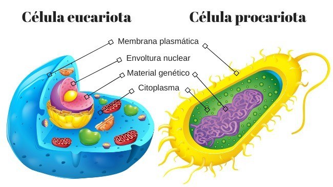 prokariota dan eukariota - Kelas 4 - Kuis