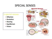 The 5 Senses - Grade 11 - Quizizz