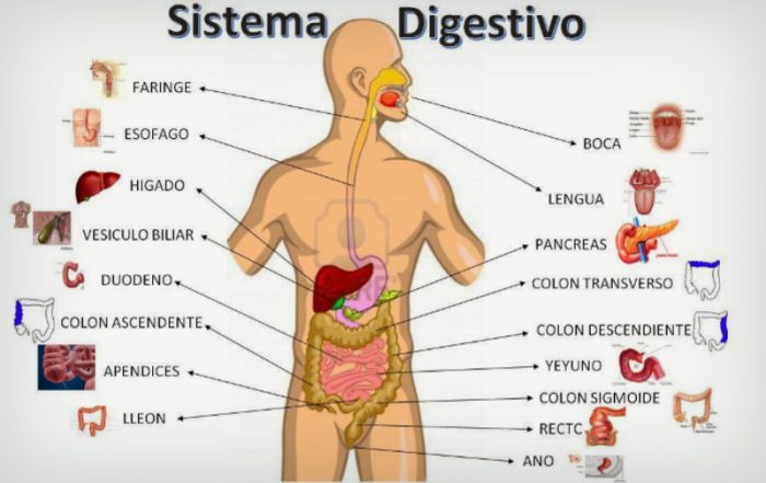 os sistemas digestivo e excretor - Série 10 - Questionário