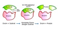 enzim - Kelas 11 - Kuis