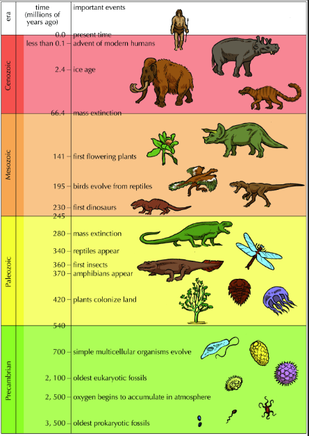 history of life on earth - Grade 7 - Quizizz