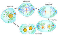 the cell cycle and mitosis Flashcards - Quizizz