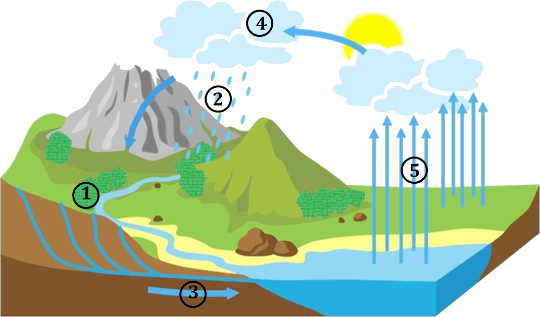 water-cycle-quizizz