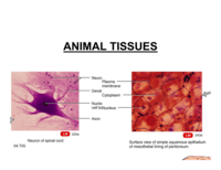 tissues - Class 11 - Quizizz