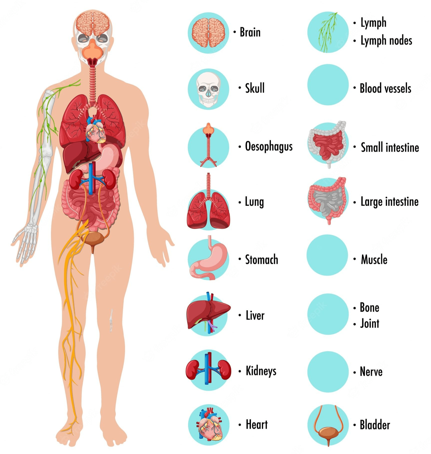 the reproductive system - Grade 7 - Quizizz