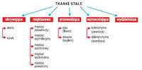 tkanki - Klasa 1 - Quiz