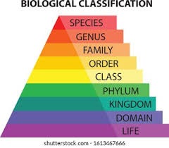 Taxonomy Quiz Review | 77 plays | Quizizz