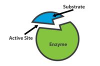 enzymes - Year 11 - Quizizz