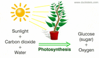 photosynthesis - Grade 7 - Quizizz