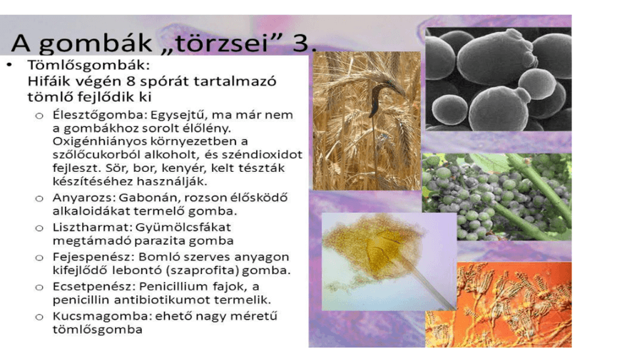 parazita szaprofita