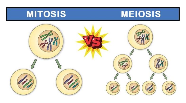 Mitosis, Meiosis & Mistakes | Science - Quizizz