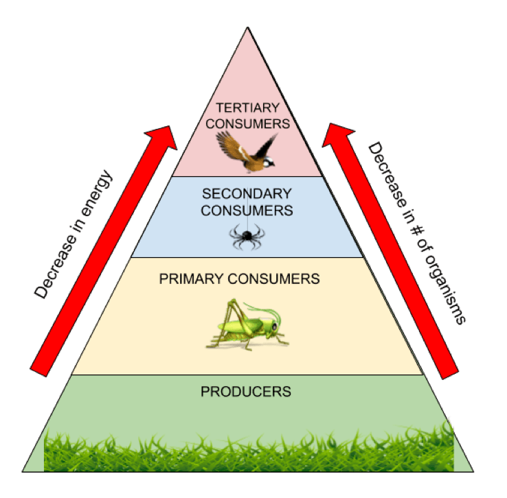 Energy Pyramid | Biology - Quizizz