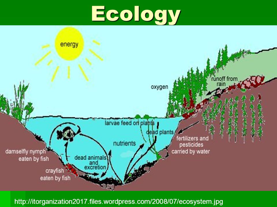 AP Biology Ecology Unit Review | Quizizz