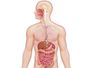 Chemical and physical changes in the Digestive system