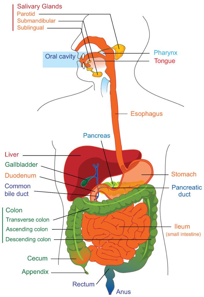 Digestive System | Biology Quiz - Quizizz