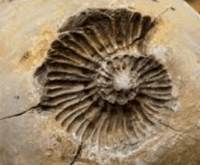 fossils - Year 8 - Quizizz