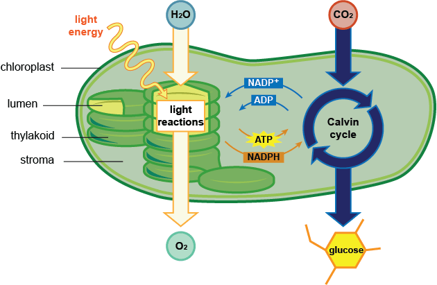 What Performs Photosynthesis