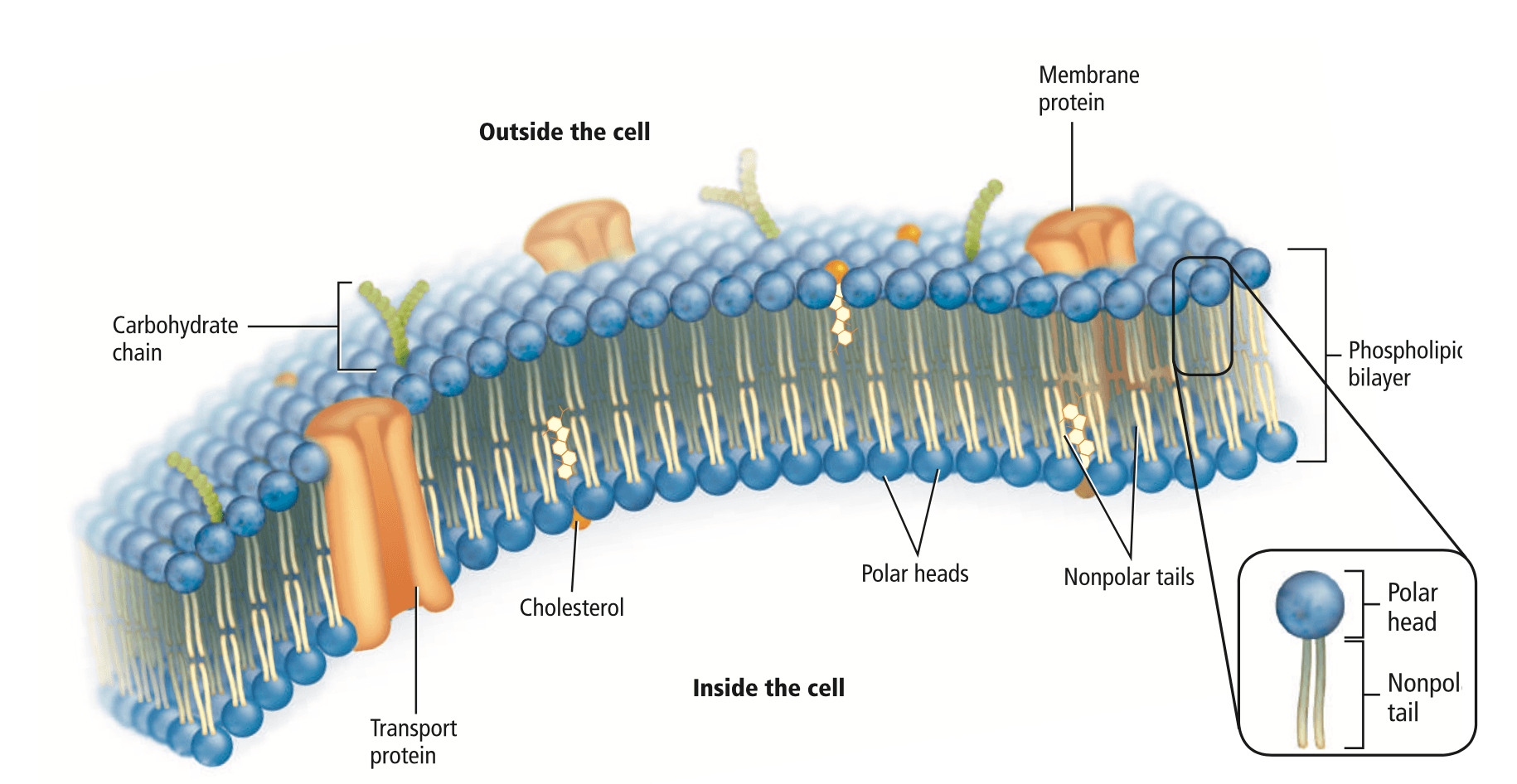 Cell Membrane Review Biology Quizizz - vrogue.co