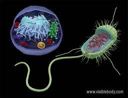 prokaryotes and eukaryotes - Grade 8 - Quizizz