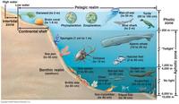 oceans - Class 10 - Quizizz