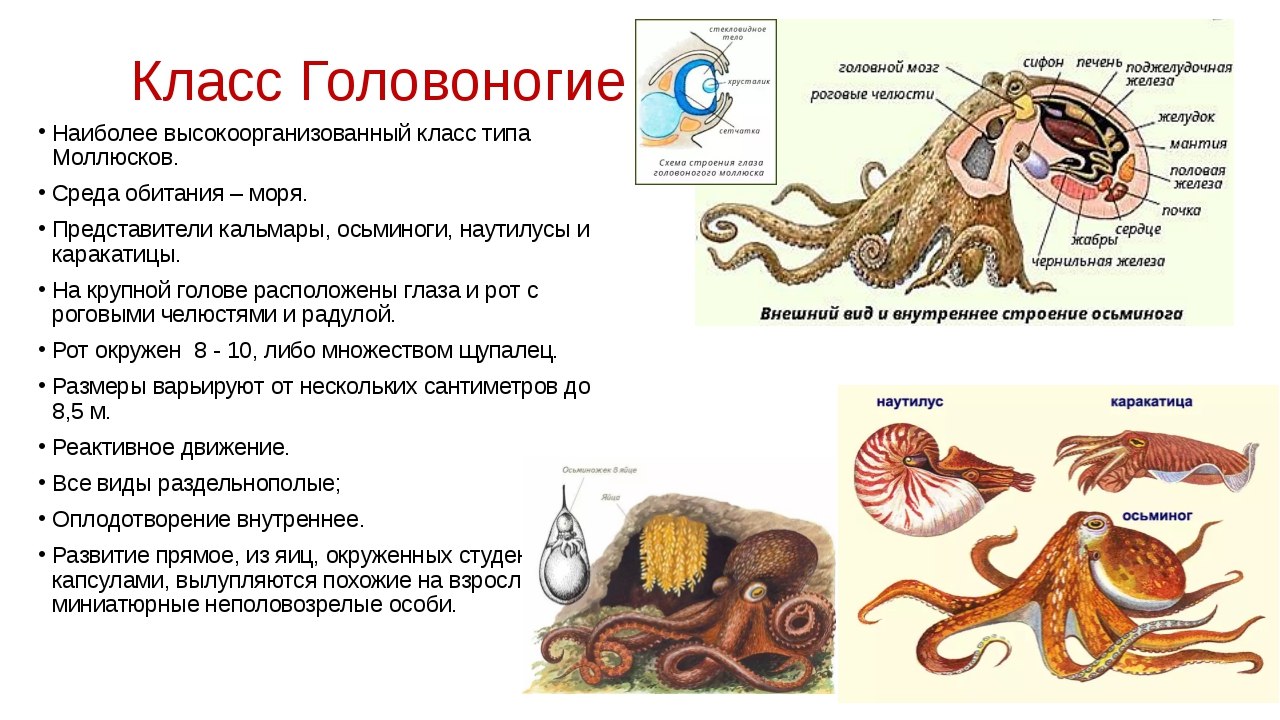 У каких головоногих моллюсков раковины нет выберите