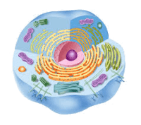 la membrana celular - Grado 7 - Quizizz