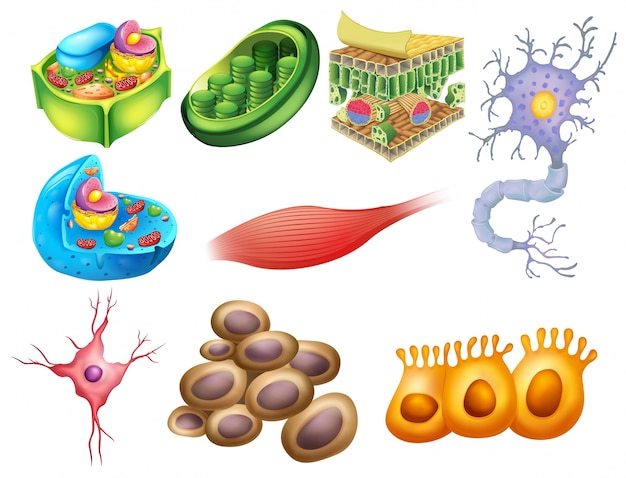 biotecnología - Grado 6 - Quizizz