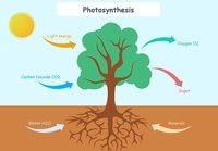 photosynthesis - Year 7 - Quizizz