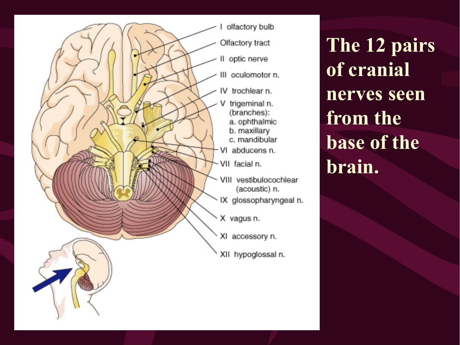 the nervous and endocrine systems Flashcards - Quizizz