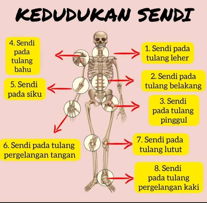 Everything You Need Sendi Dan Letakanya Pada Tubuh Ma